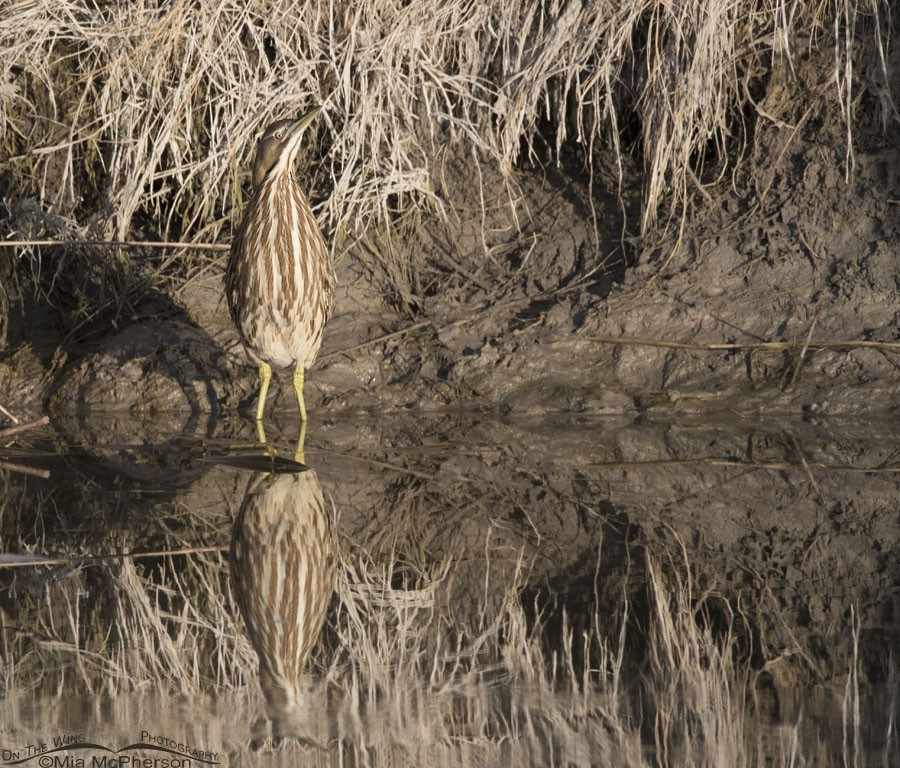 American Bittern - ML82401101