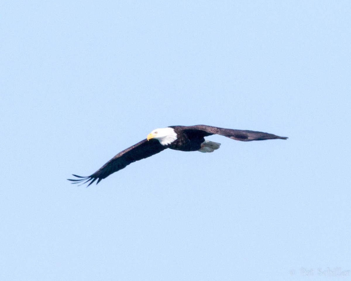 Bald Eagle - ML82402141
