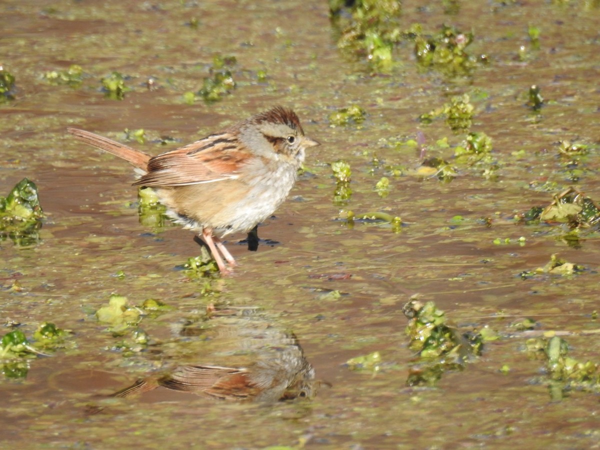 Swamp Sparrow - ML82403151