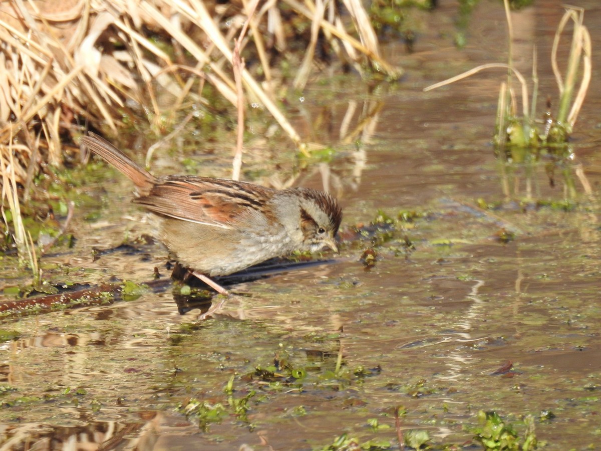 Swamp Sparrow - ML82403161