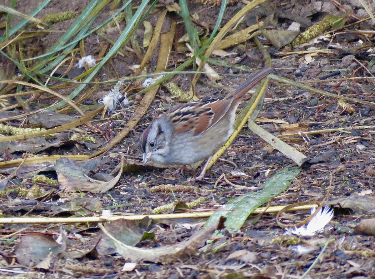 Swamp Sparrow - ML82403311