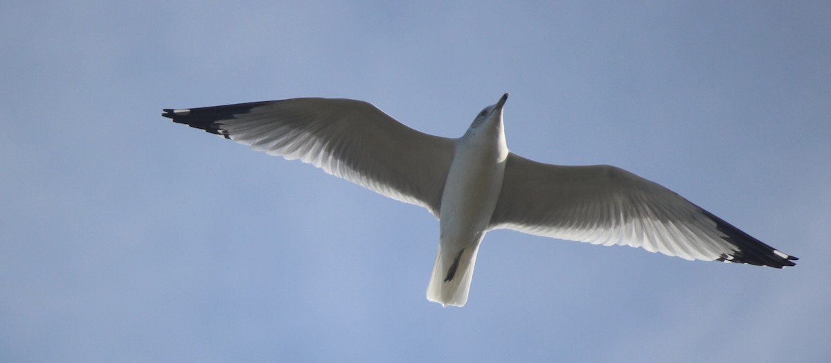 Ring-billed Gull - ML82403411