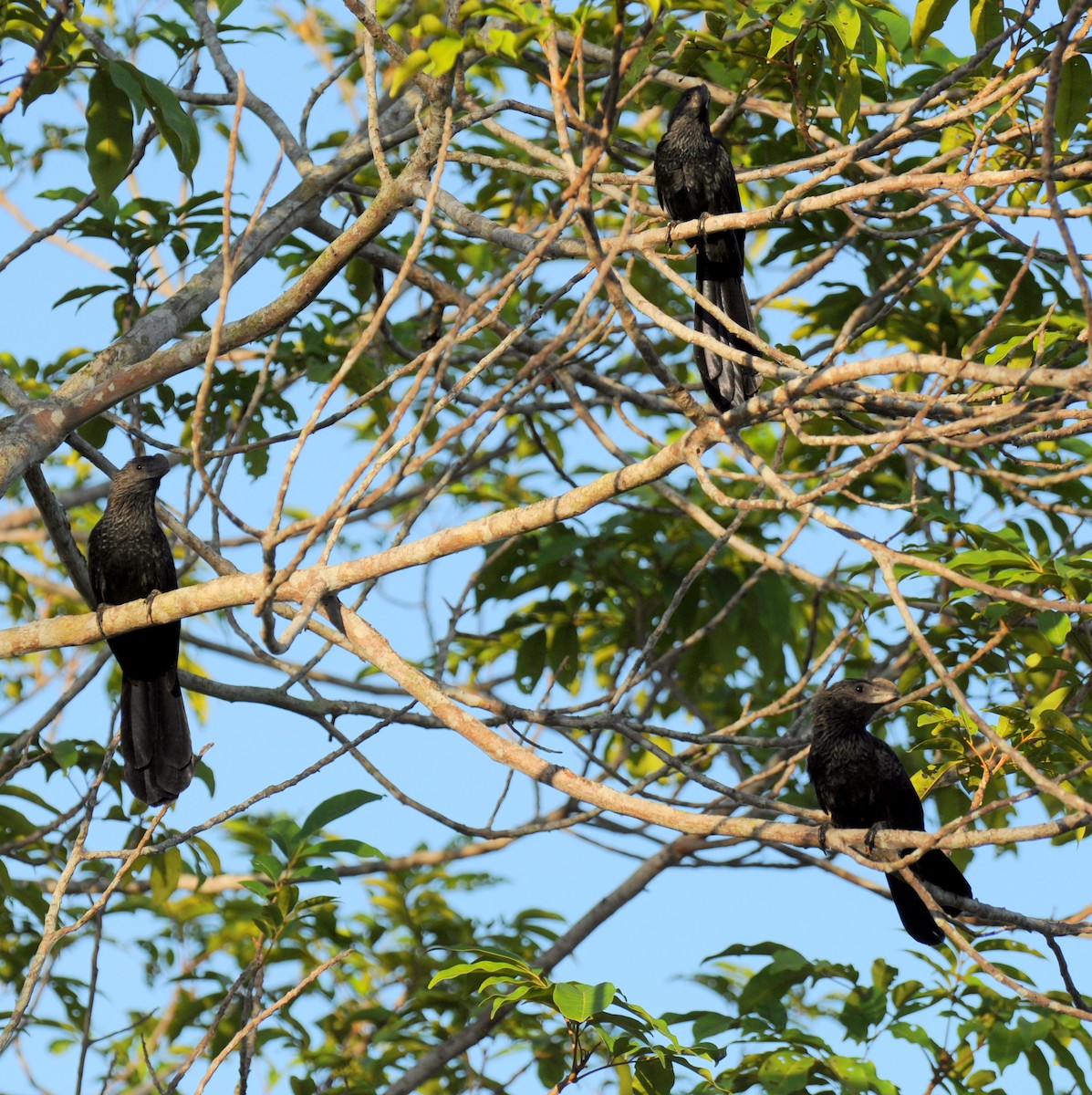 Smooth-billed Ani - Diana Flora Padron Novoa