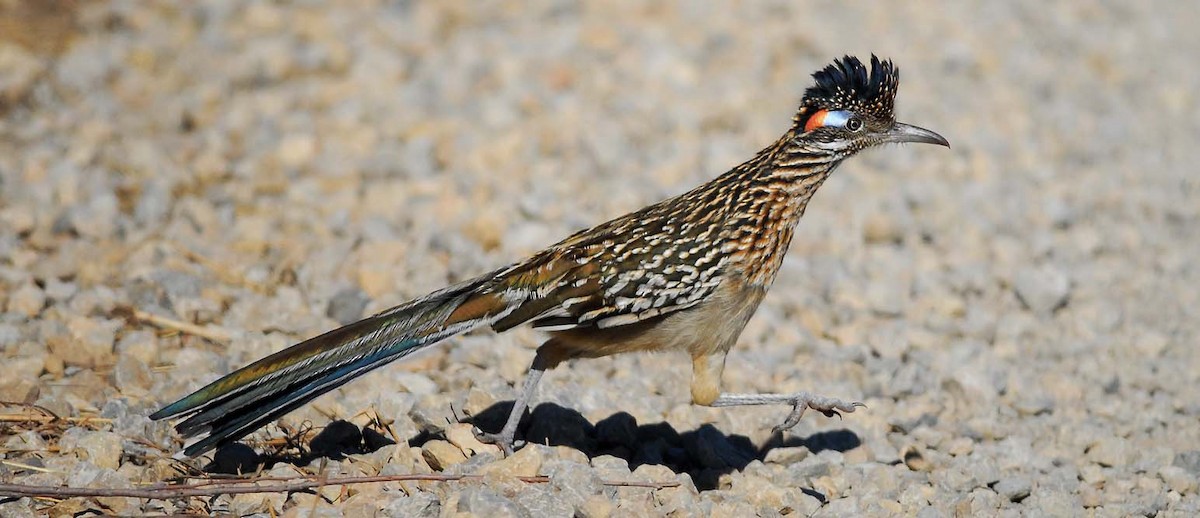 Greater Roadrunner - Mark Peterson