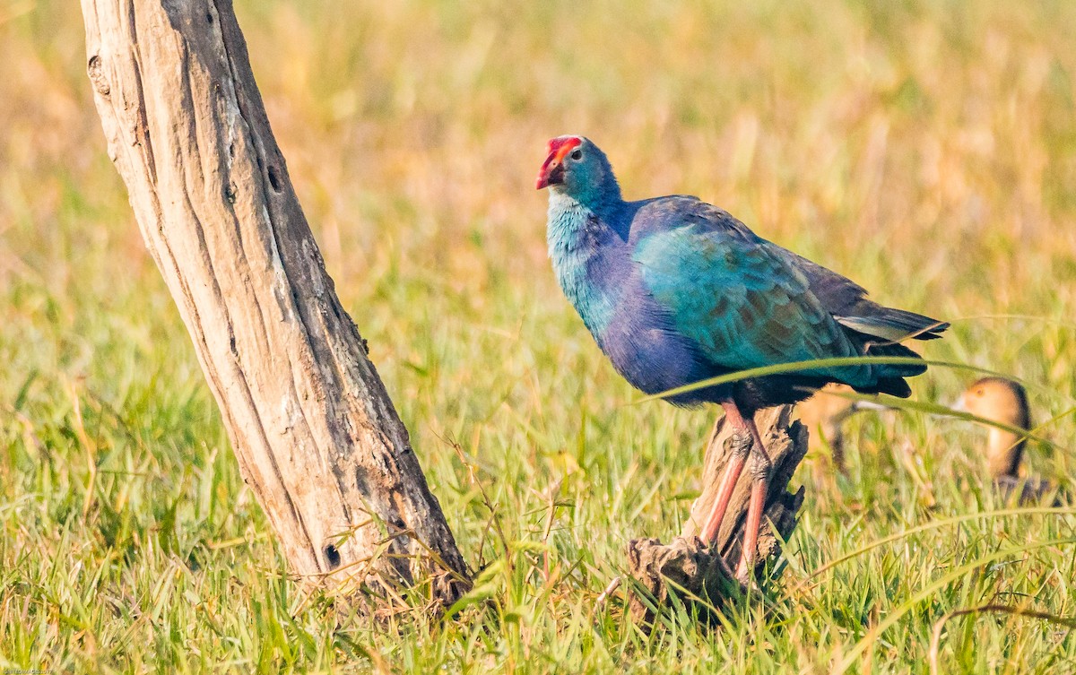 Gray-headed Swamphen - ML82405481