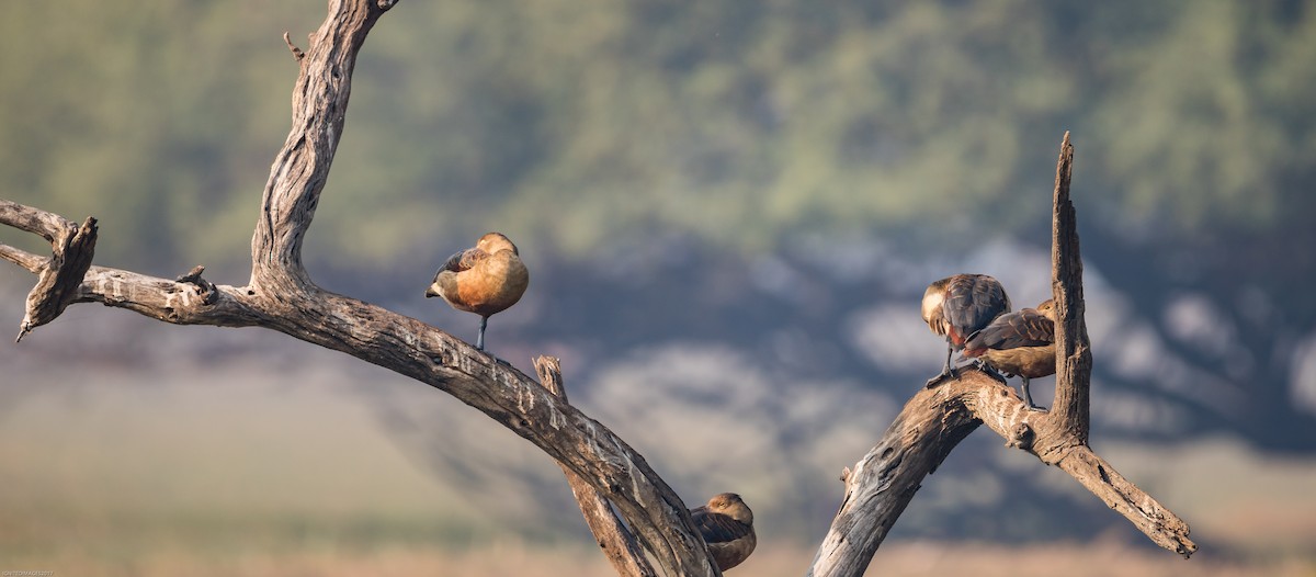 Lesser Whistling-Duck - ML82405541