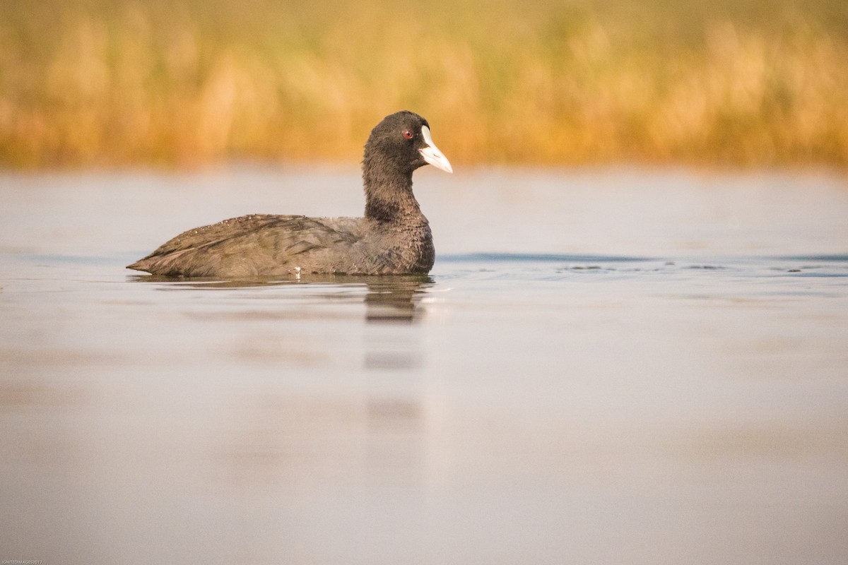 Eurasian Coot - ML82405601