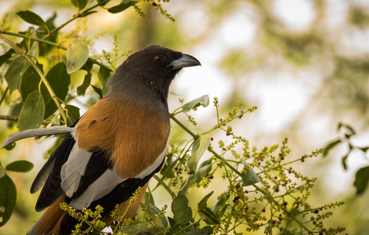 Rufous Treepie - ML82405611