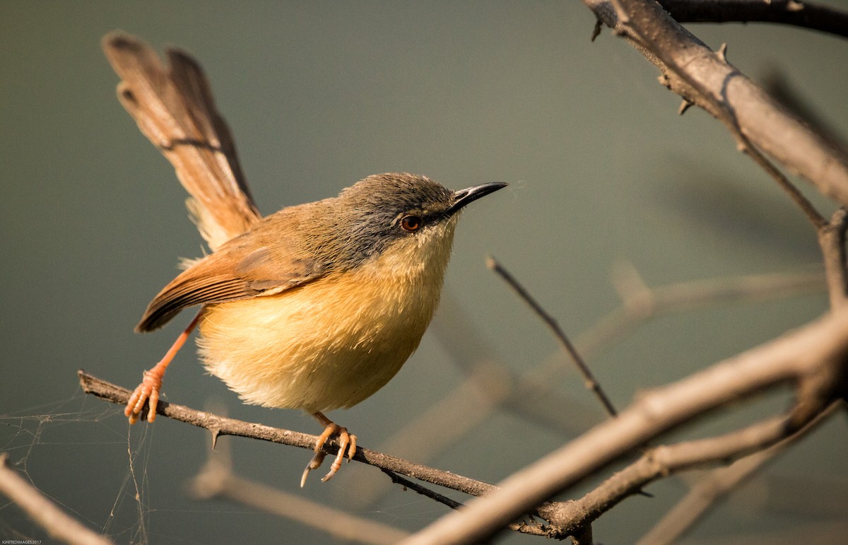 Ashy Prinia - ML82405701