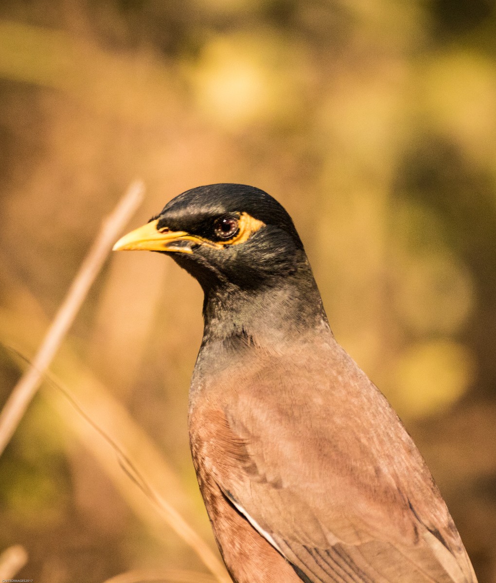 Common Myna - ML82405731