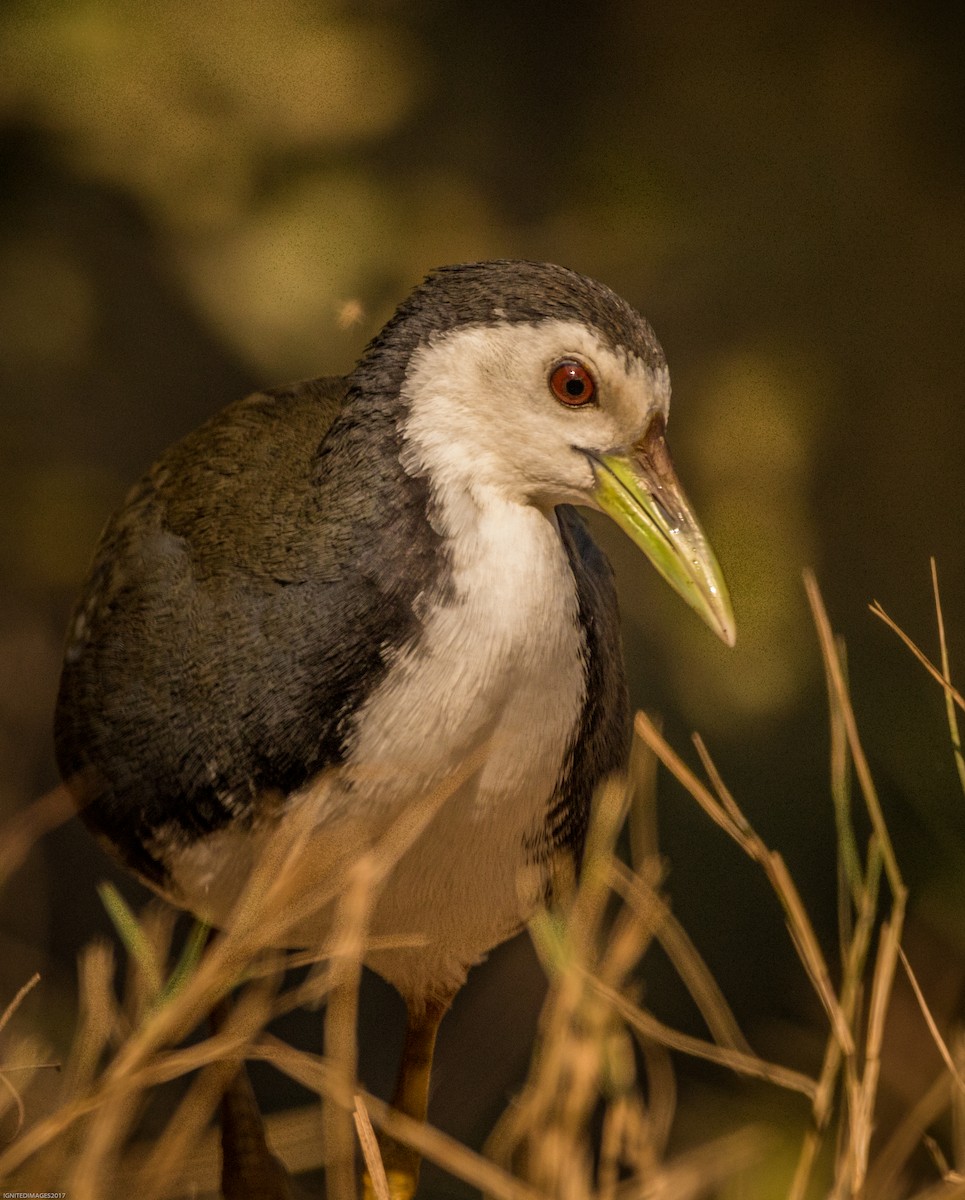 White-breasted Waterhen - ML82405771