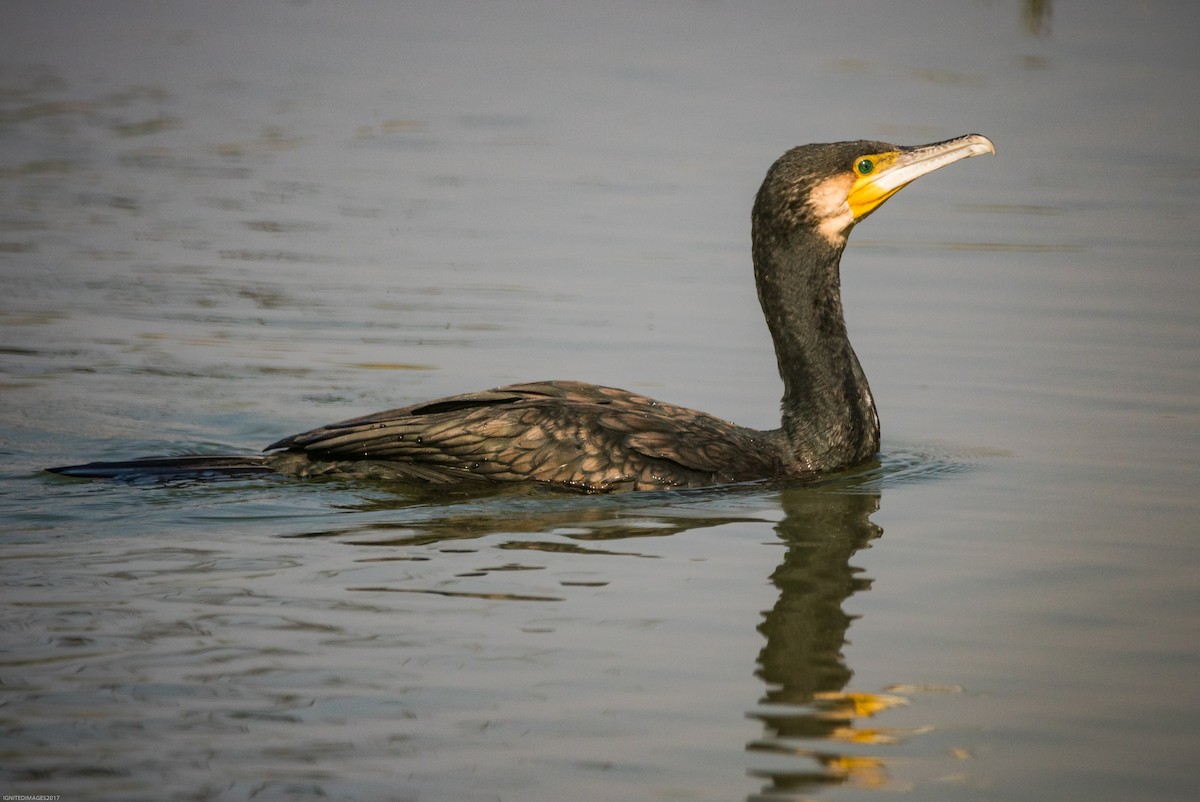 Great Cormorant - ML82405851