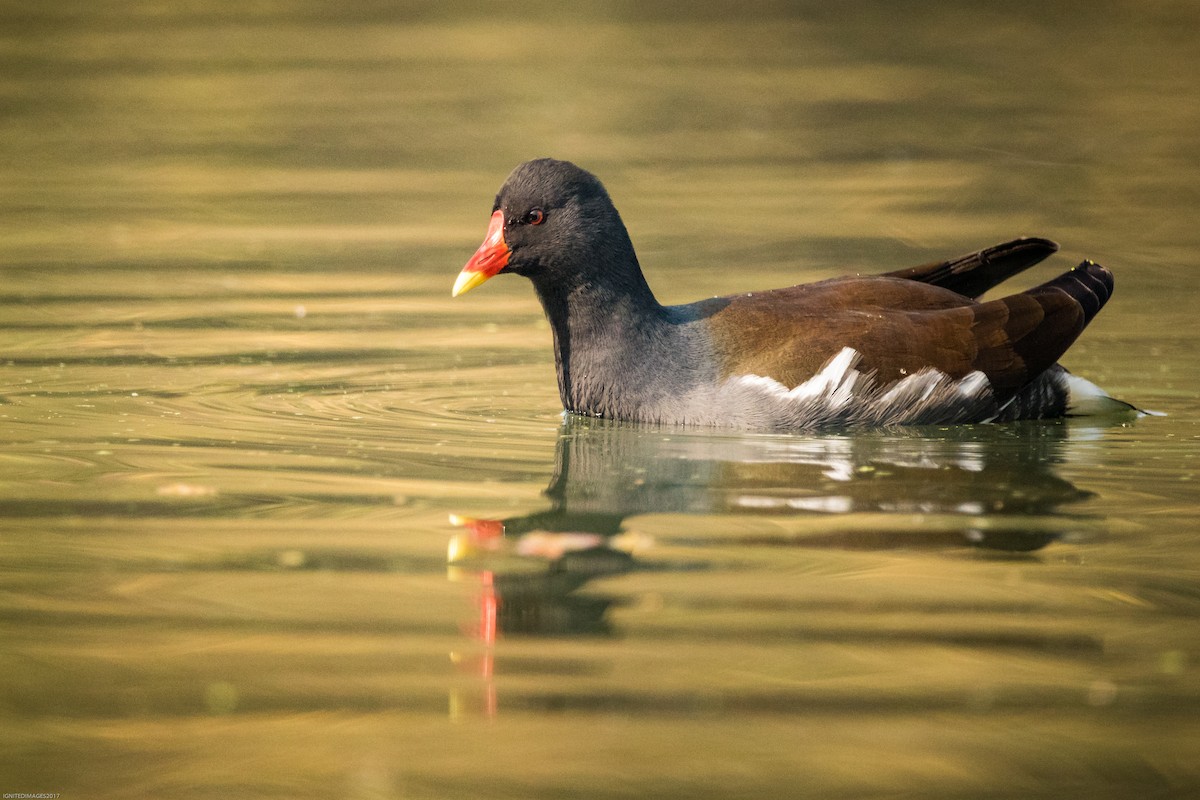 Eurasian Moorhen - ML82405941