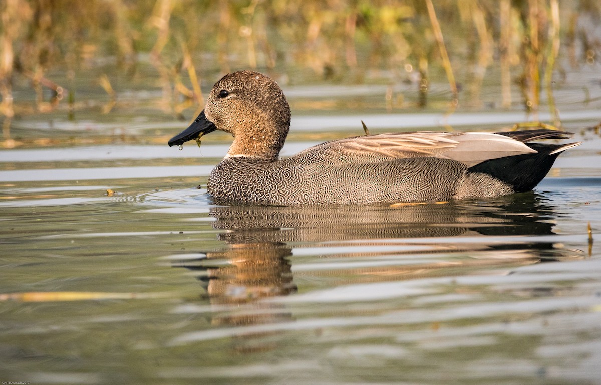 Gadwall - Indranil Bhattacharjee