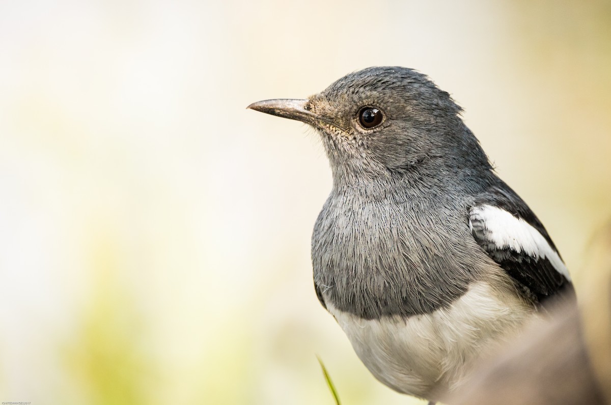 Oriental Magpie-Robin - ML82405991