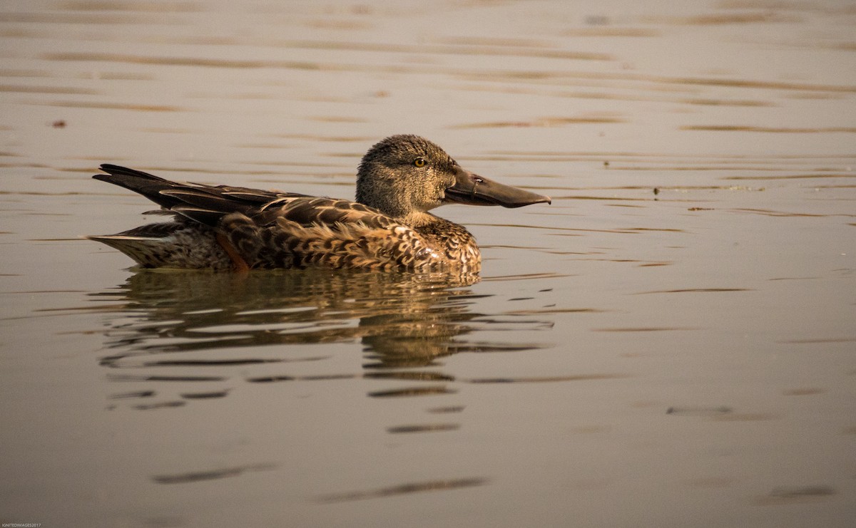 Northern Shoveler - ML82406291