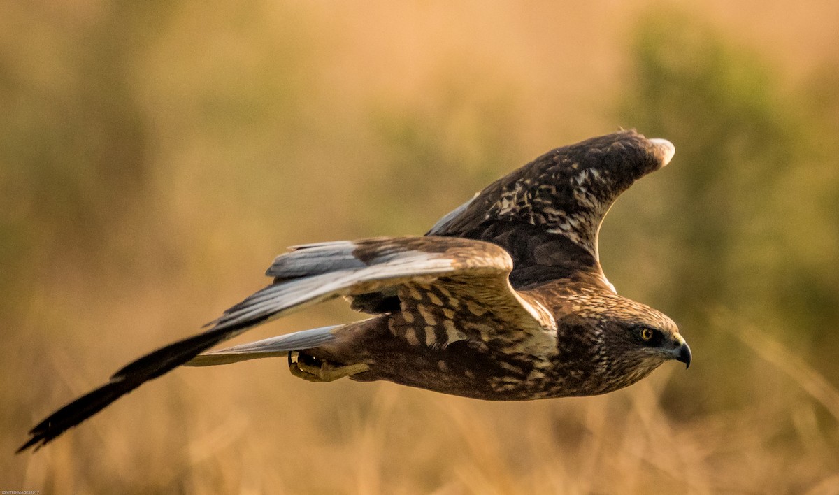 Western Marsh Harrier - ML82406301