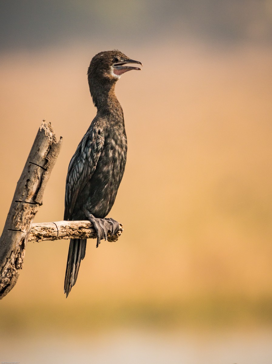 Cormoran de Vieillot - ML82406551