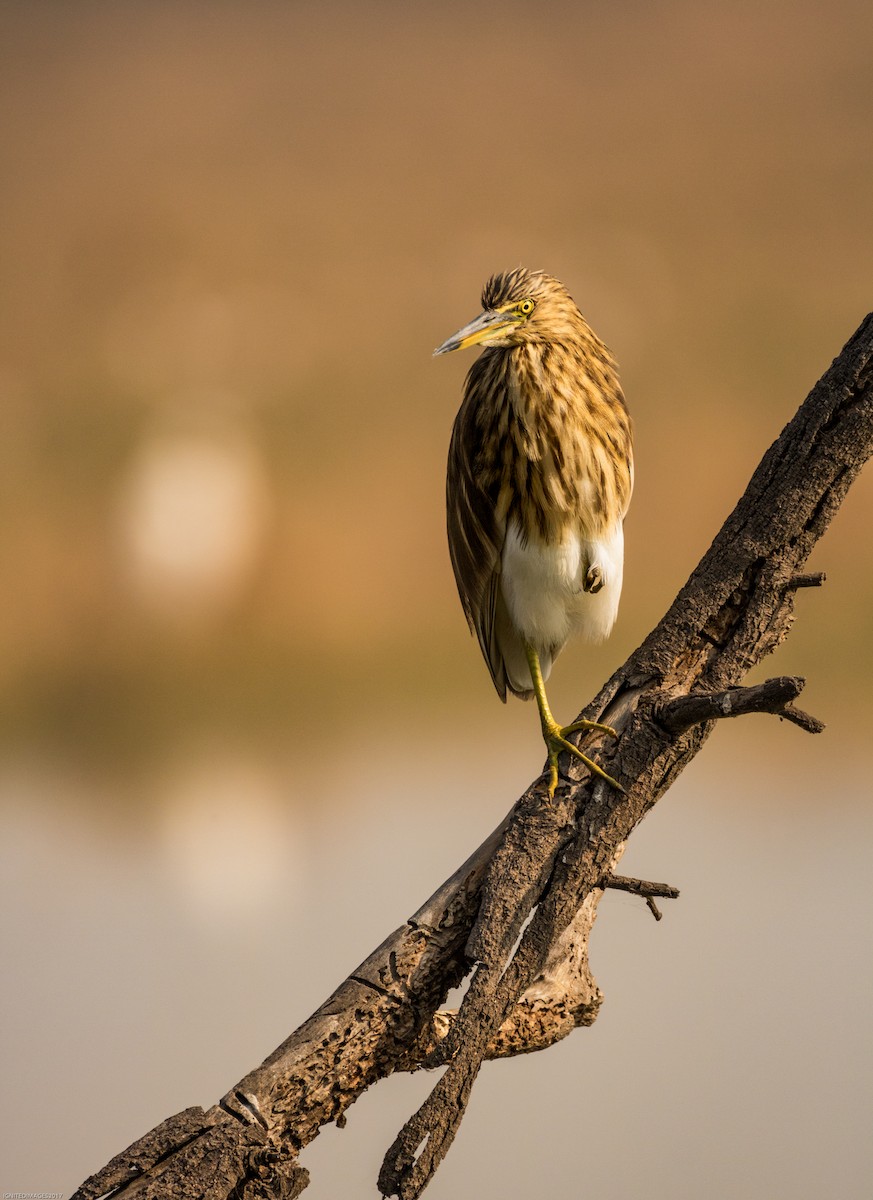 Indian Pond-Heron - ML82406771