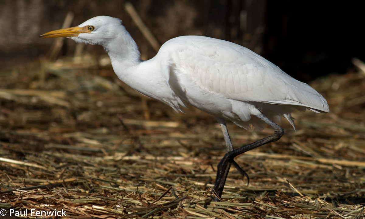 Western Cattle Egret - ML82406981