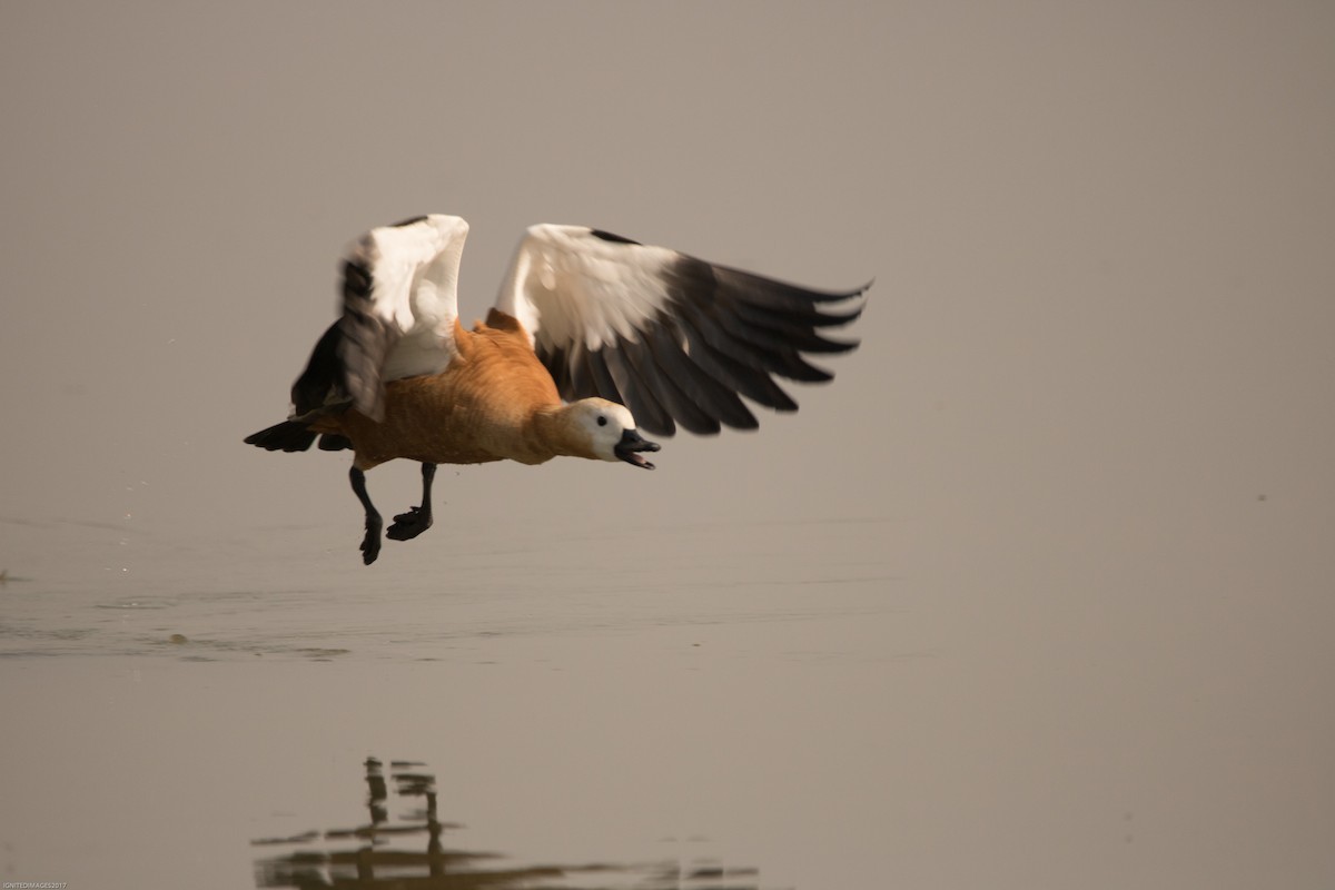 Ruddy Shelduck - ML82407031