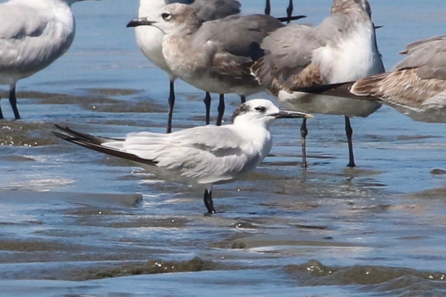 Sandwich Tern - ML82407361