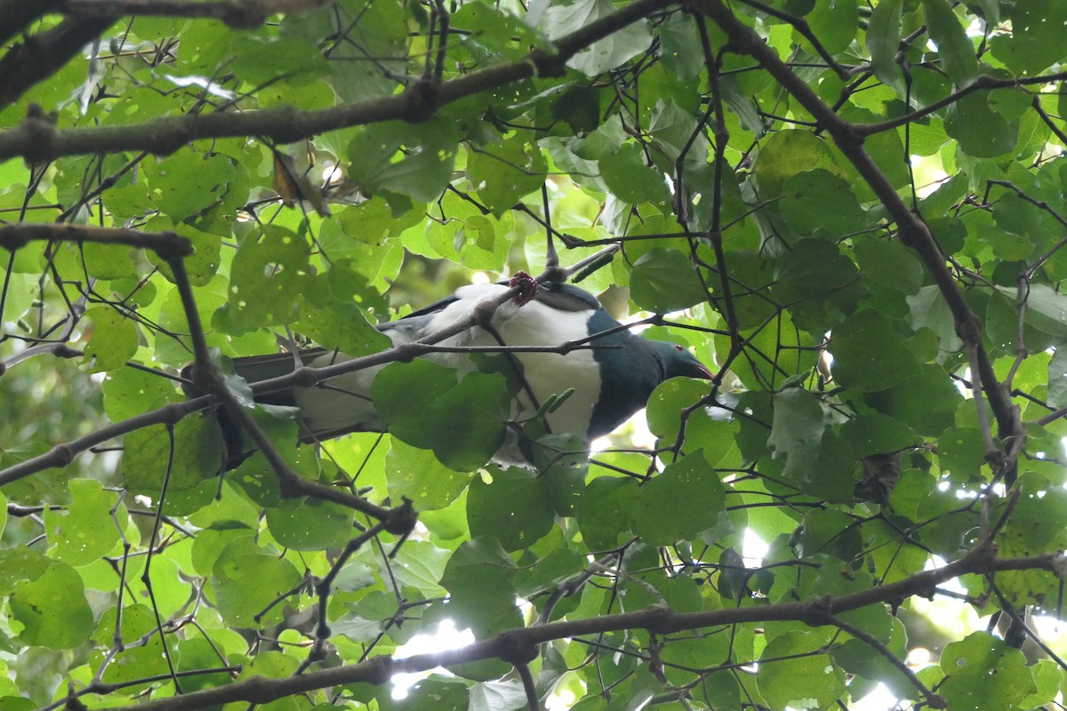 New Zealand Pigeon - ML82407431