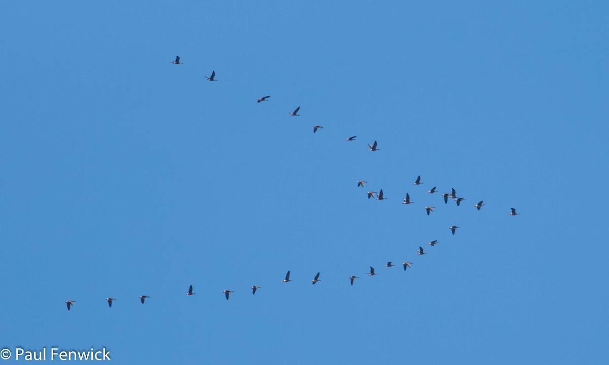 Greater White-fronted Goose (Western) - ML82407471