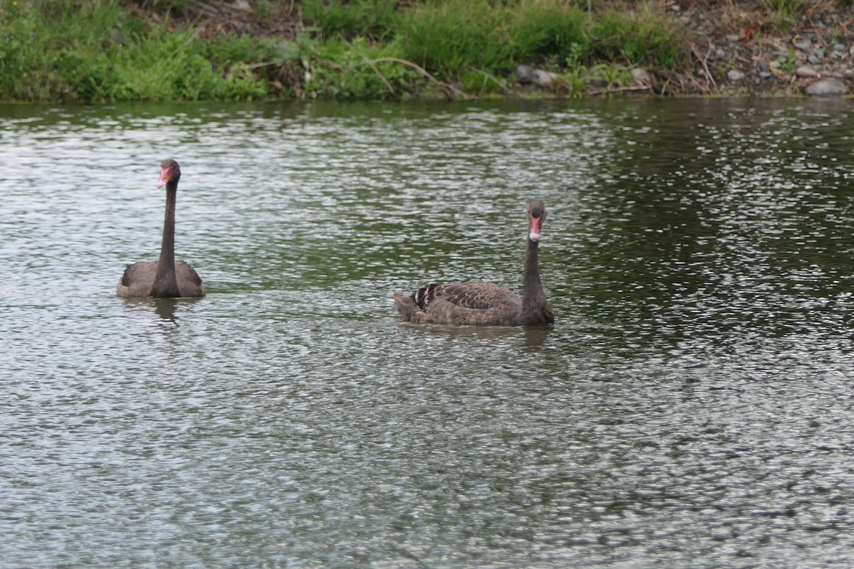 Cygne noir - ML82407501