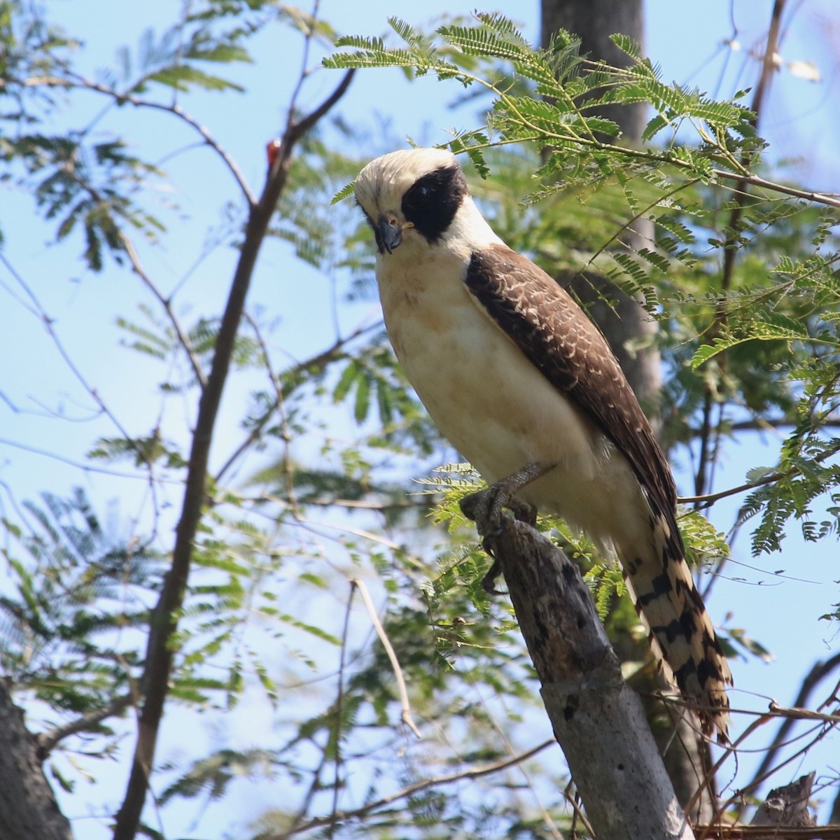 Laughing Falcon - ML82407811