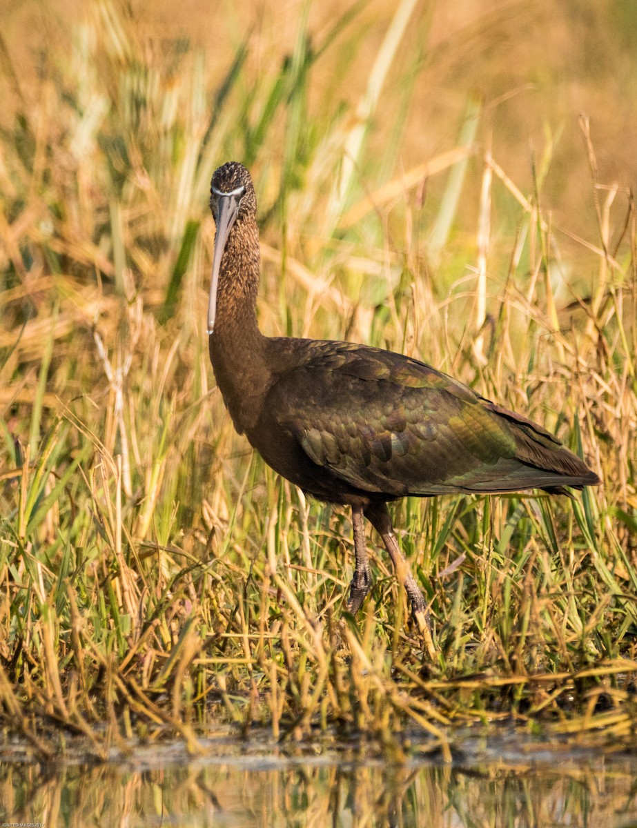 Glossy Ibis - ML82408201