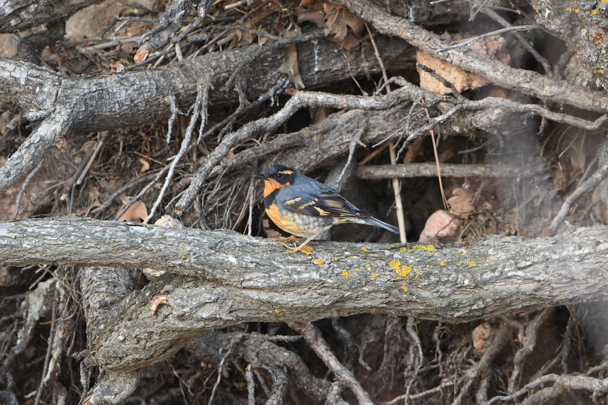 Varied Thrush - ML82408541