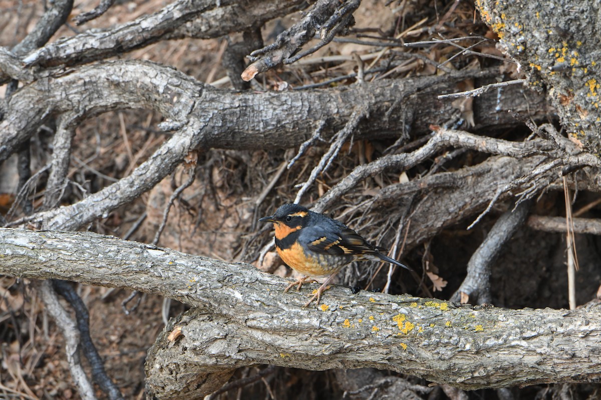 Varied Thrush - ML82408581