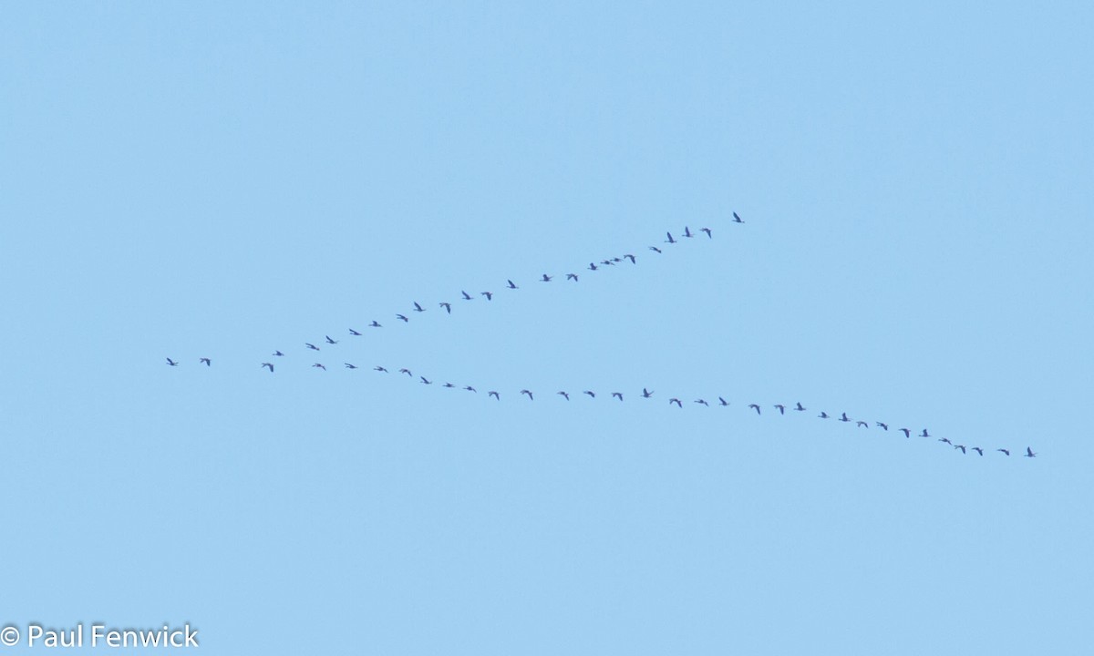 Greater White-fronted Goose (Western) - ML82408981