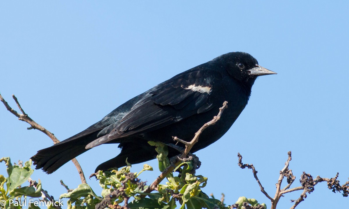 Tricolored Blackbird - ML82409891