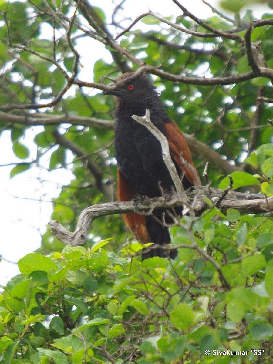 Greater Coucal - ML82410331