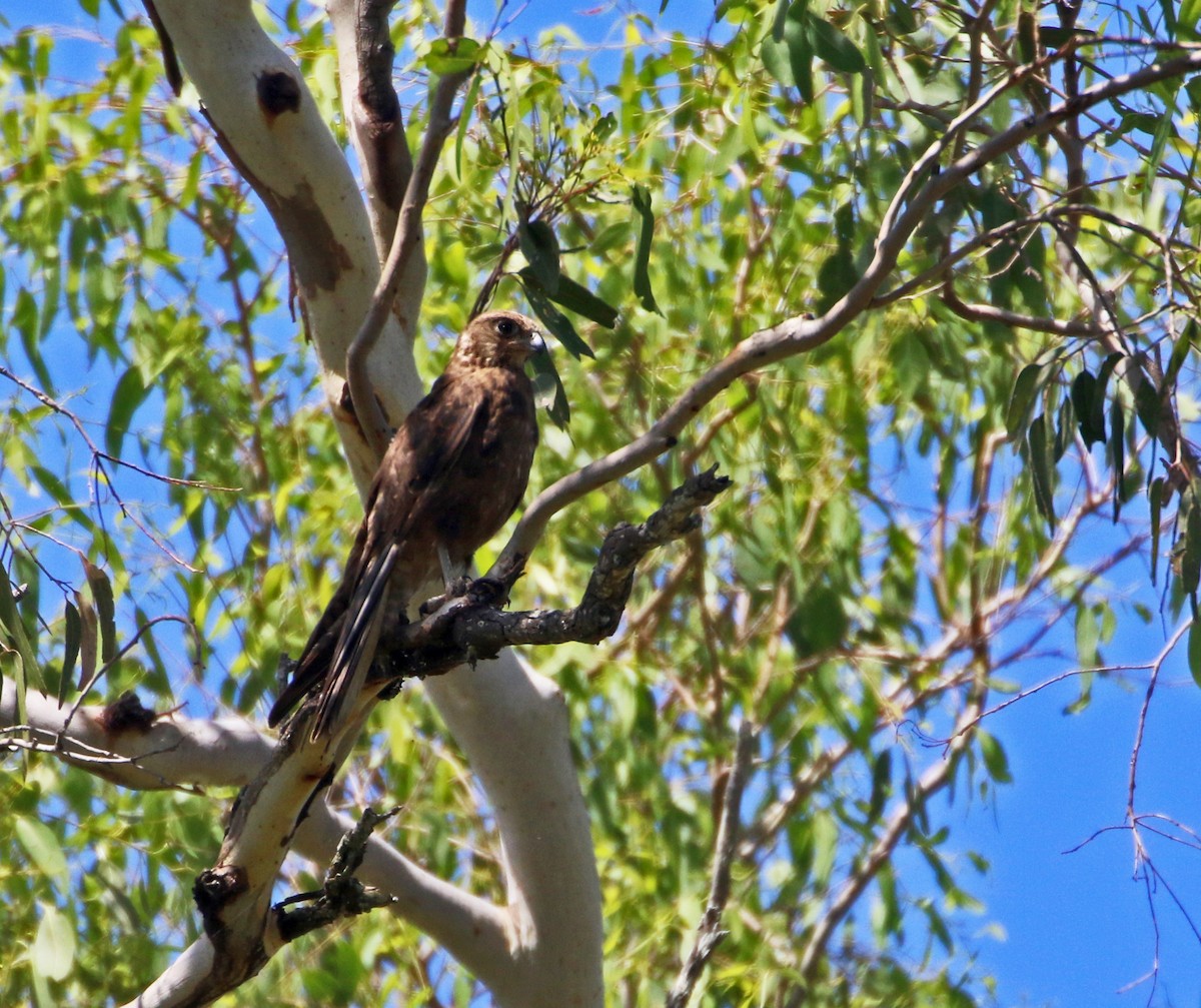 Brown Falcon - ML82410421