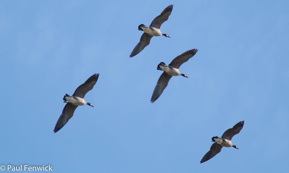 Cackling Goose (Aleutian) - Paul Fenwick