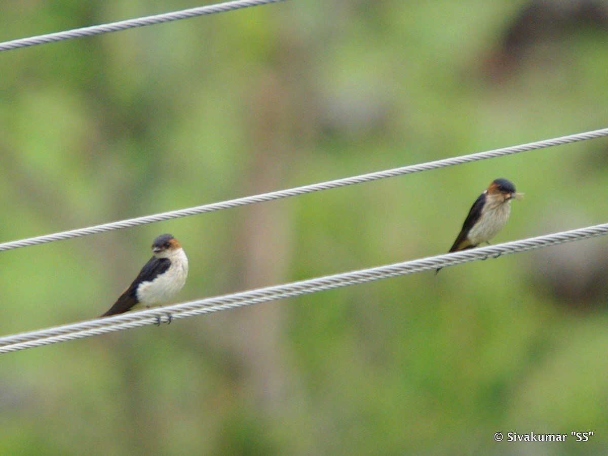Red-rumped Swallow - ML82410471