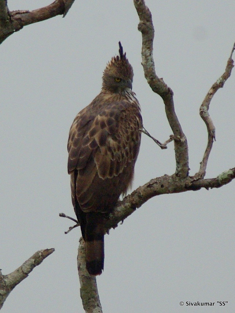Changeable Hawk-Eagle (Crested) - ML82410491