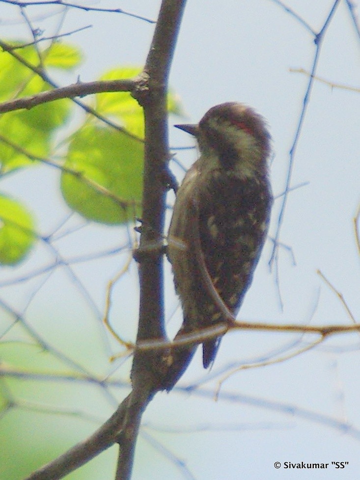 Brown-capped Pygmy Woodpecker - ML82410721