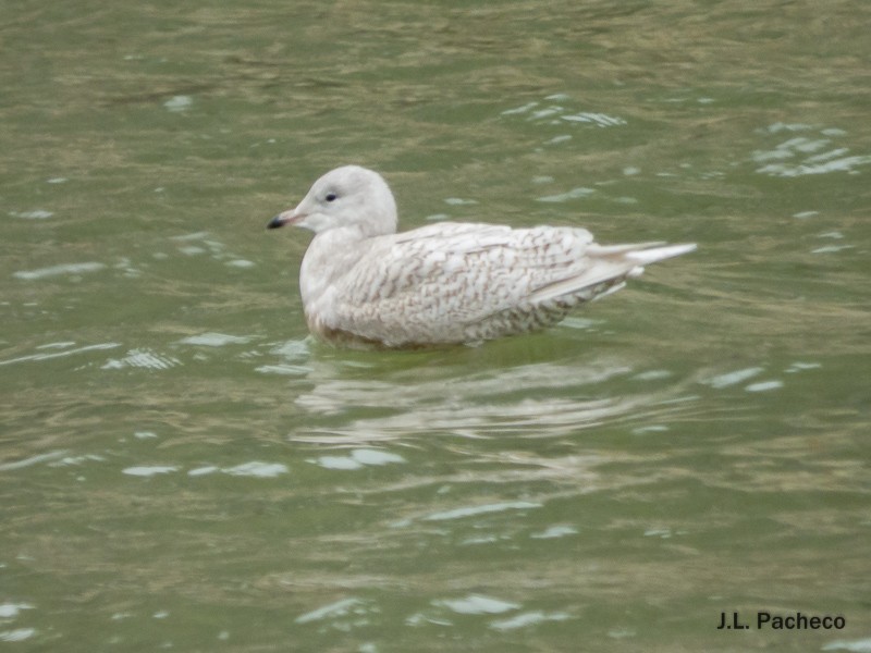Iceland Gull - ML82411551
