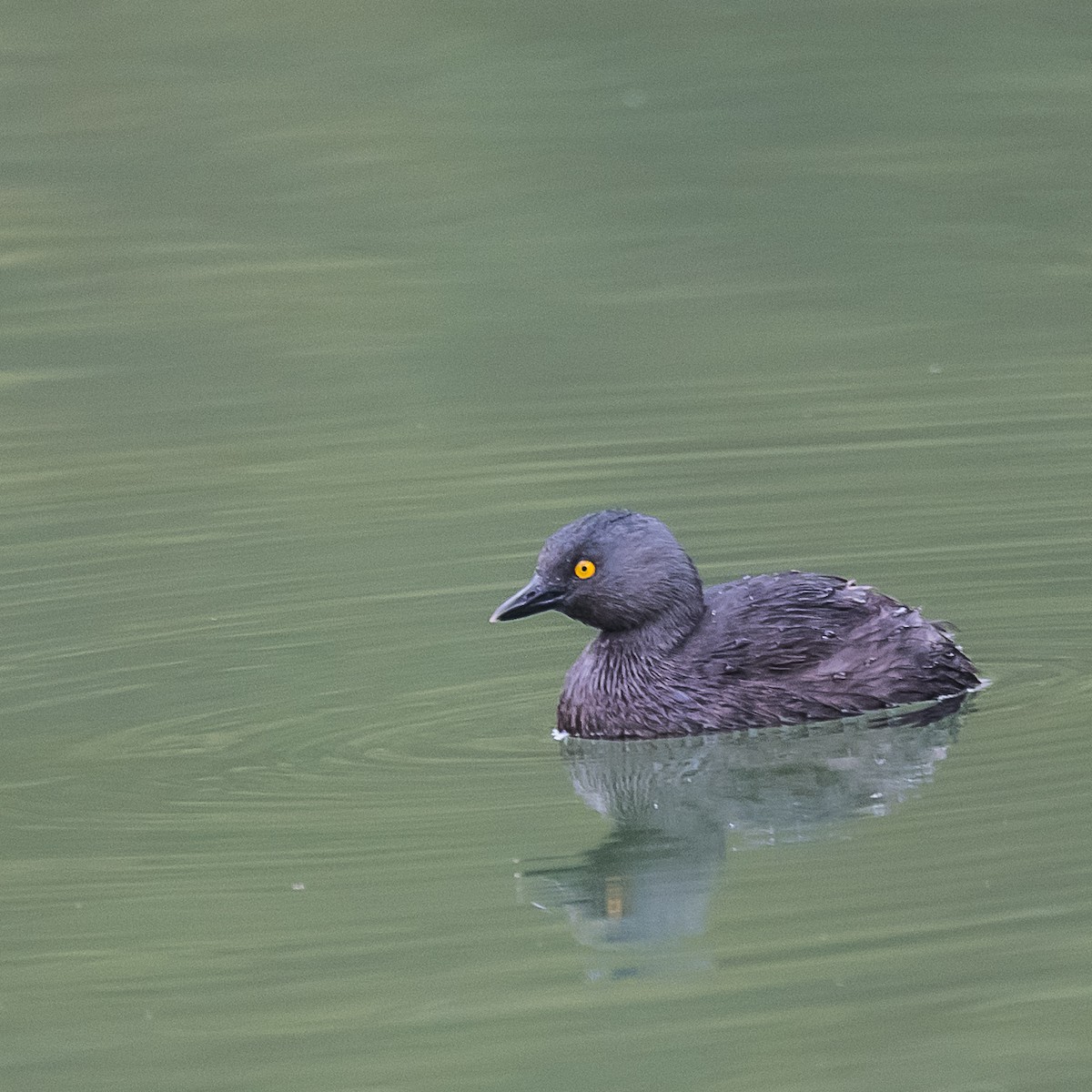 Least Grebe - ML82412091