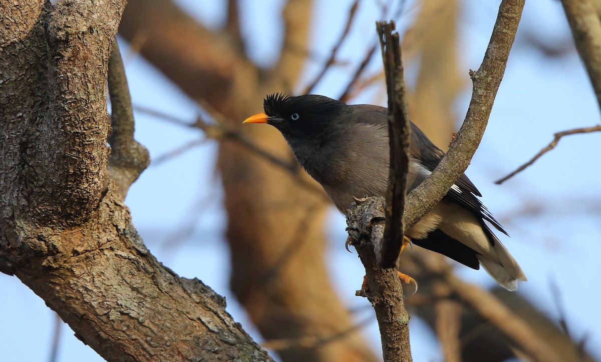 Jungle Myna - ML82413161