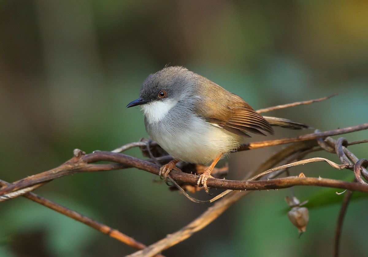 gråbrystprinia - ML82413261