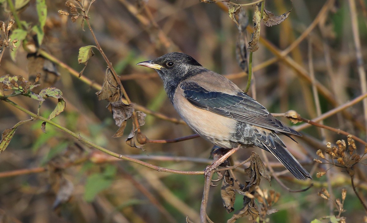 Rosy Starling - ML82413271