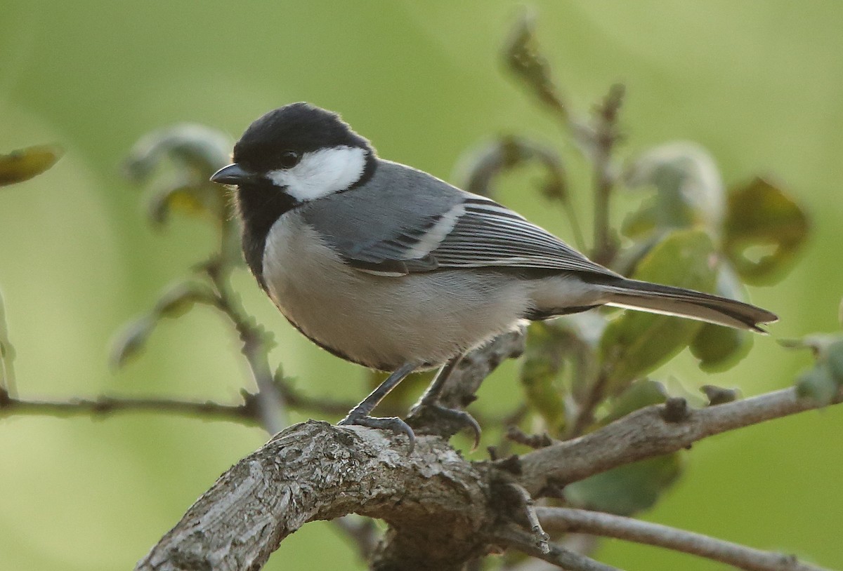 Cinereous Tit - ML82413321