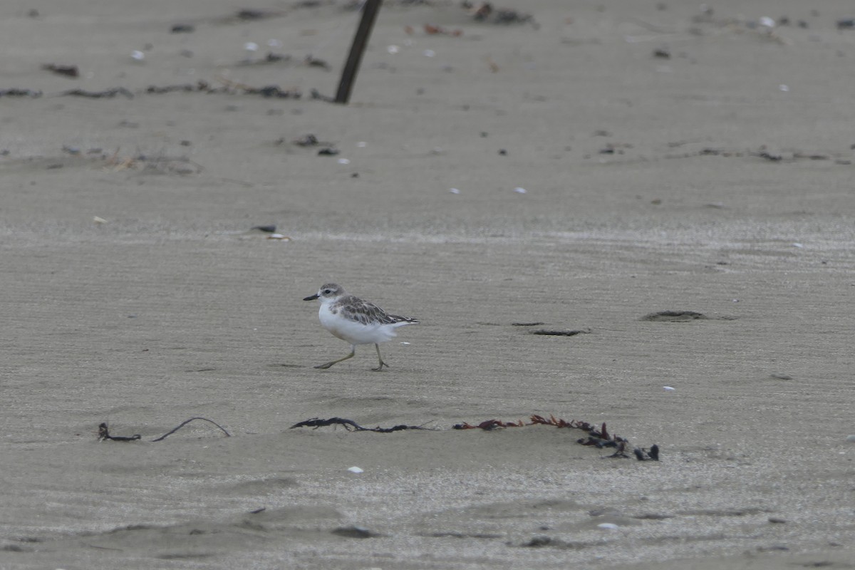 Red-breasted Dotterel - ML82413411