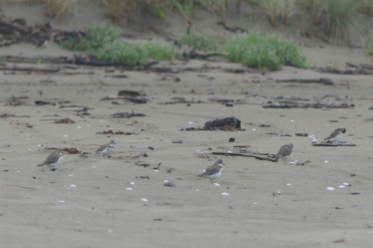 Double-banded Plover - ML82413561
