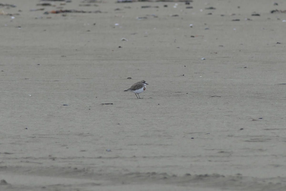 Double-banded Plover - ML82413621